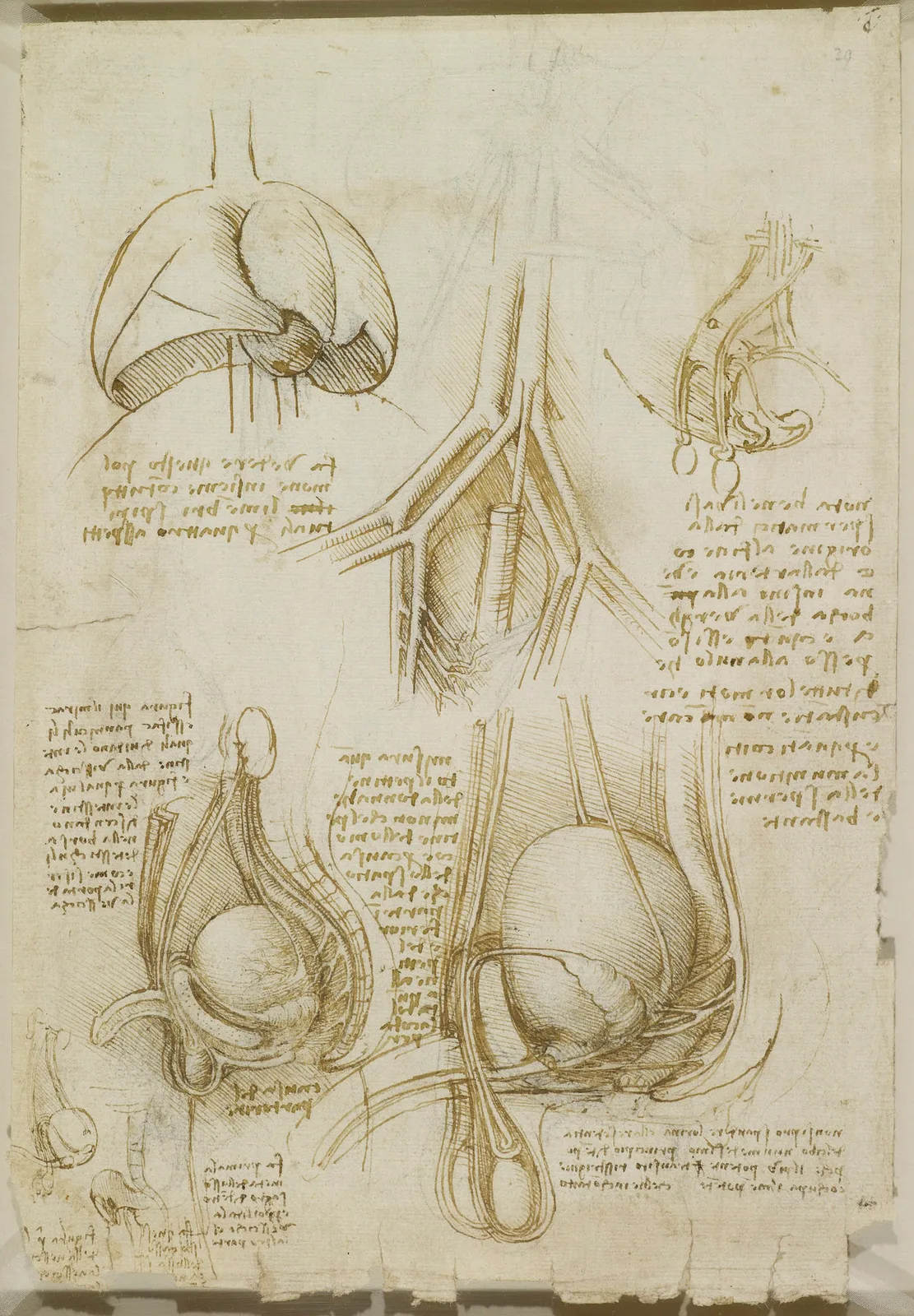 Anatomical Drawings of the Male Genitalia with Blood Vessels and Spermatic Ducts