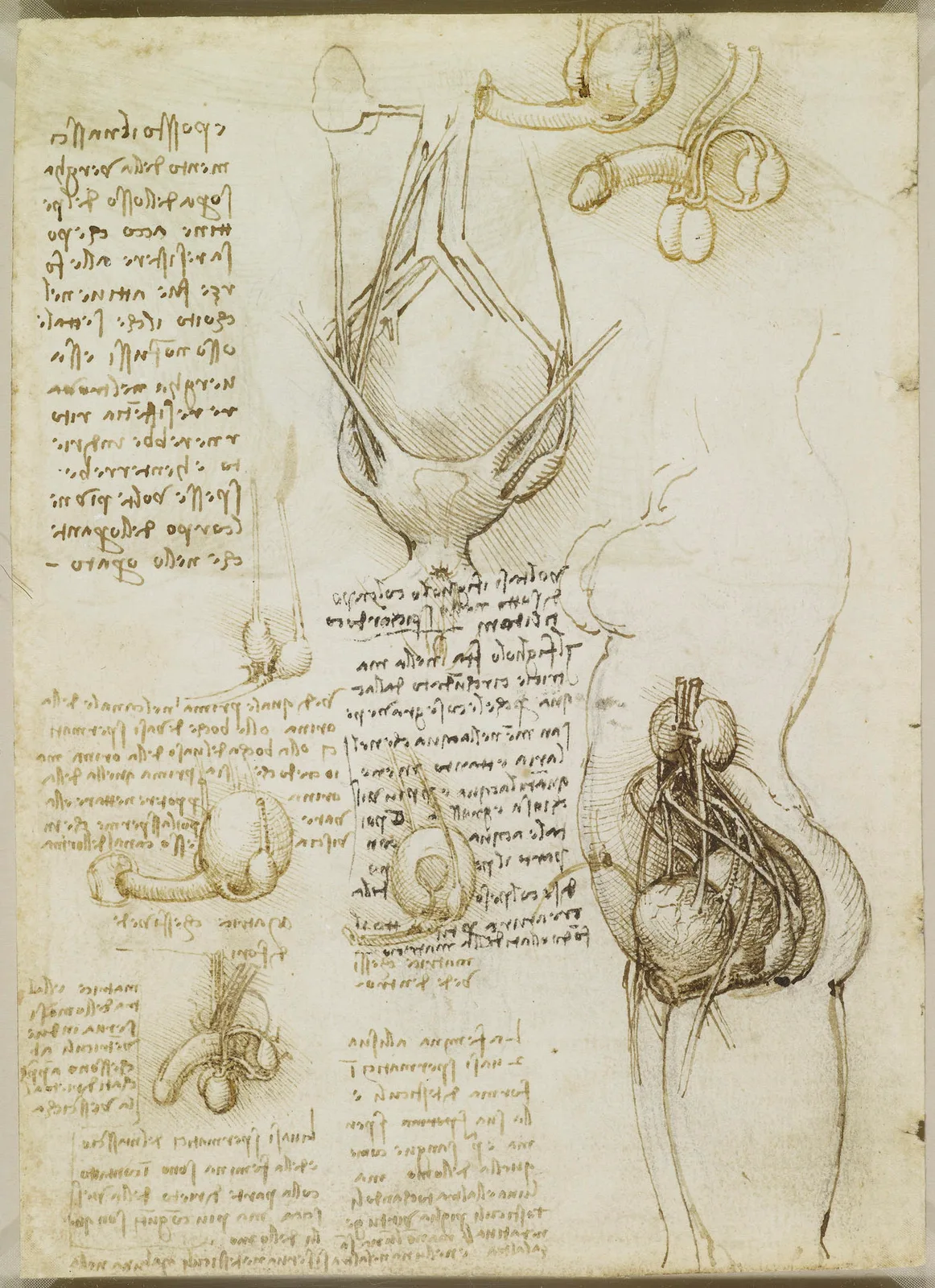 Comparative Drawing of the Male and Female Genitalia
