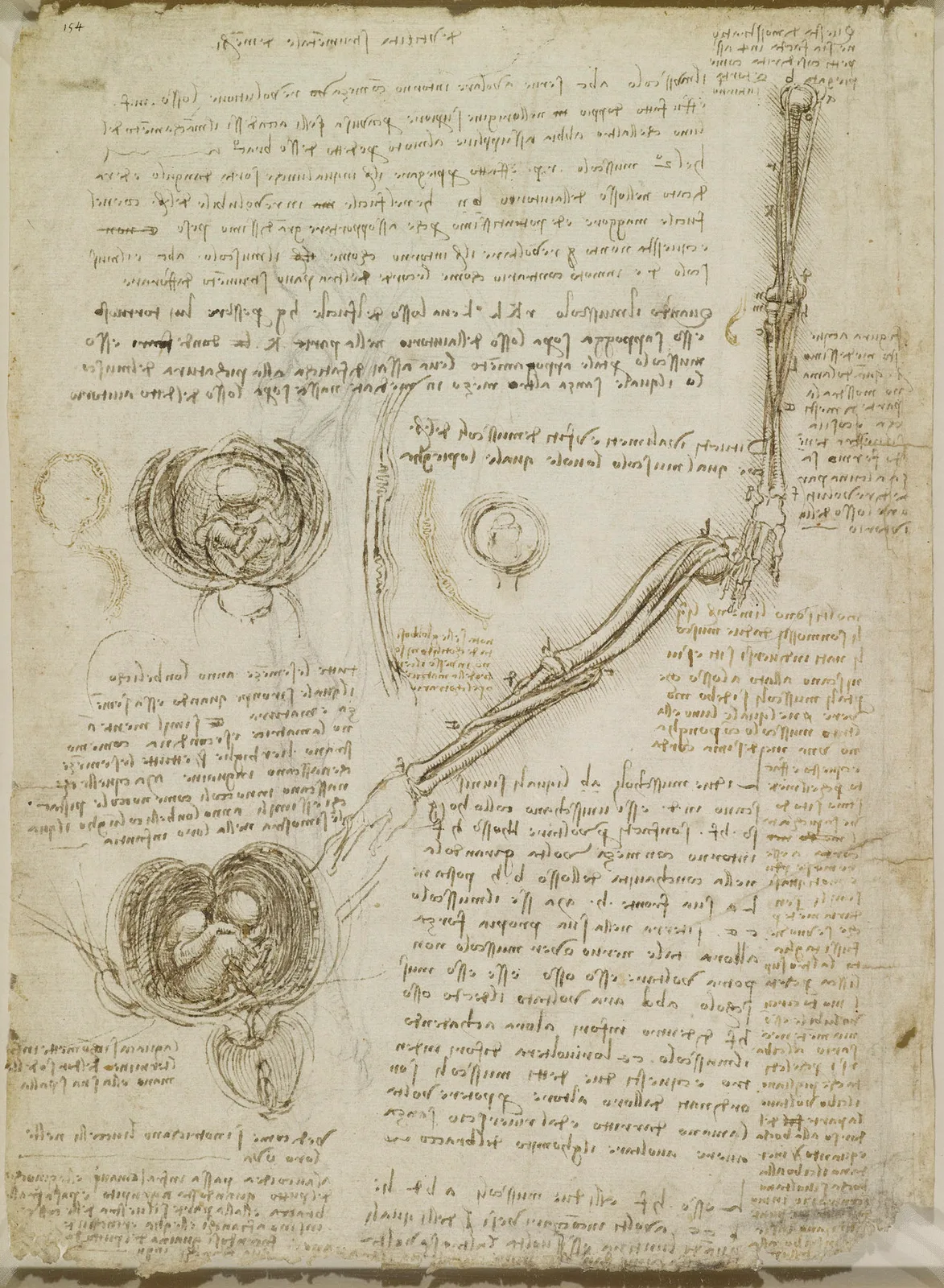 Drawings of the Foetus in utero and the three surronding Membranes, and of the Movements of the Elbow Joint
