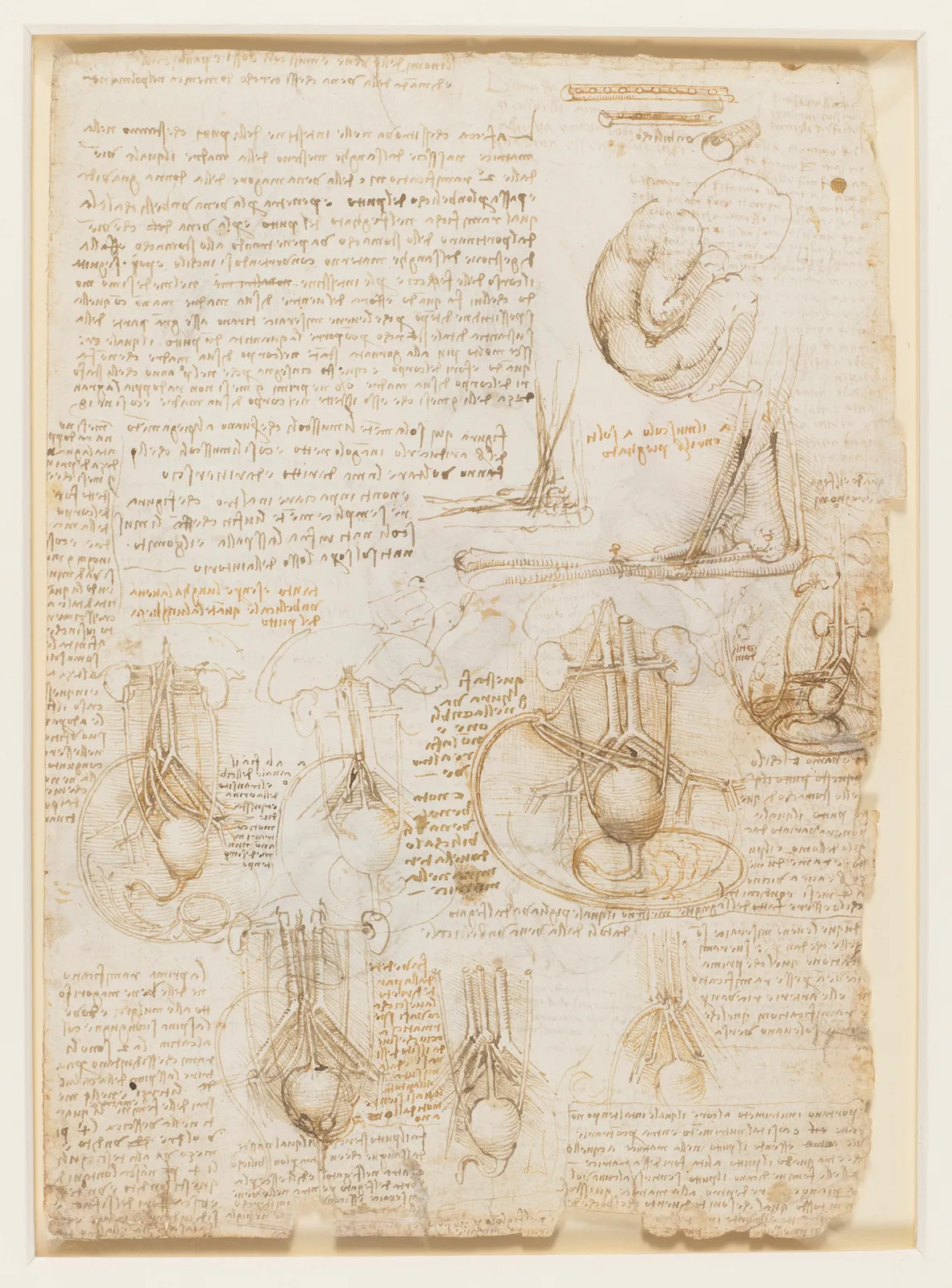 Anatomical Studies of the Developing Foetus
