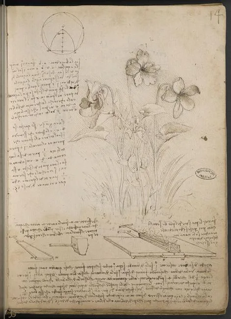 Studies of violets (Viola spec. and possibly Viola canima)