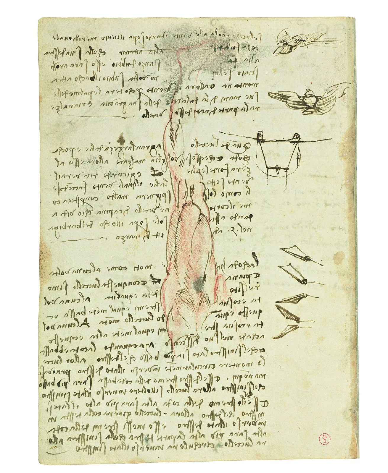 Notes on Descending and Ascending Flight and an Anatomical Drawing of a Leg