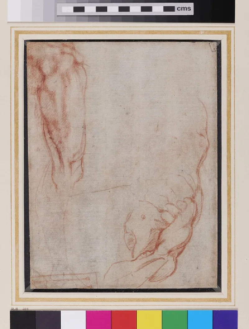 Studies of Anatomy (Ashmolean Museum)