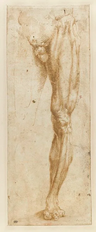 Etude de la partie inférieure d'un homme nu
