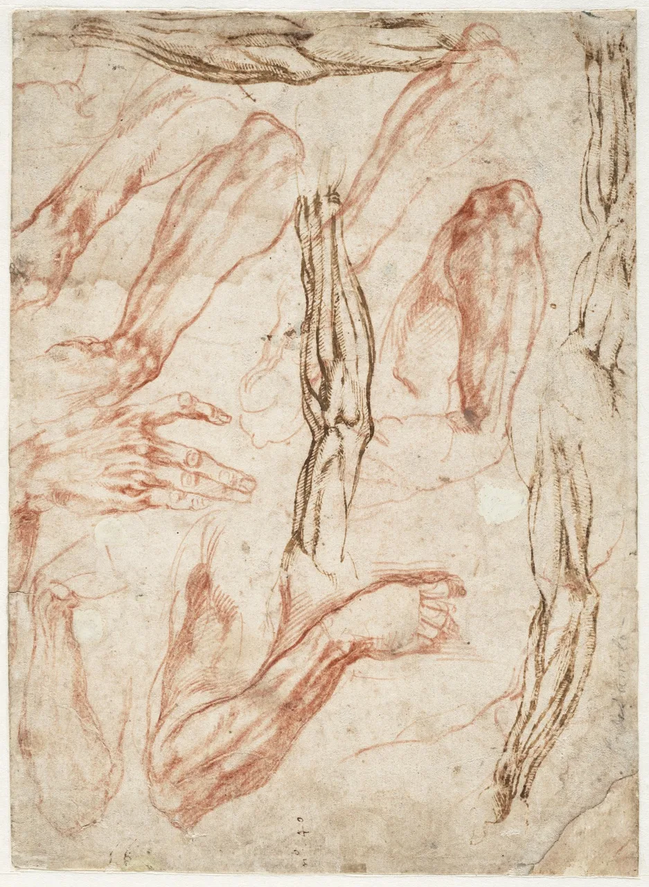 Anatomische studies van arrmen, benen en handen