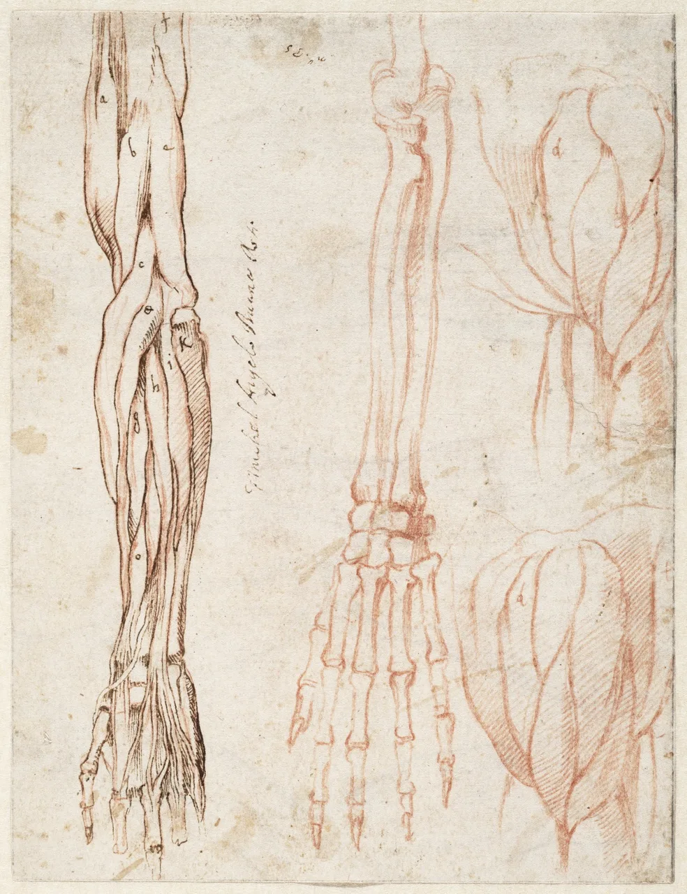 Spier- en skeletstudies van arm en schouder