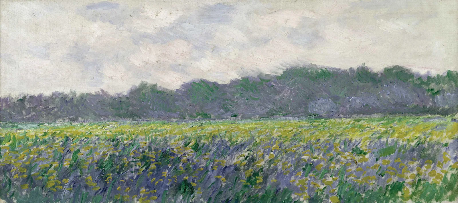 Field of Yellow Irises