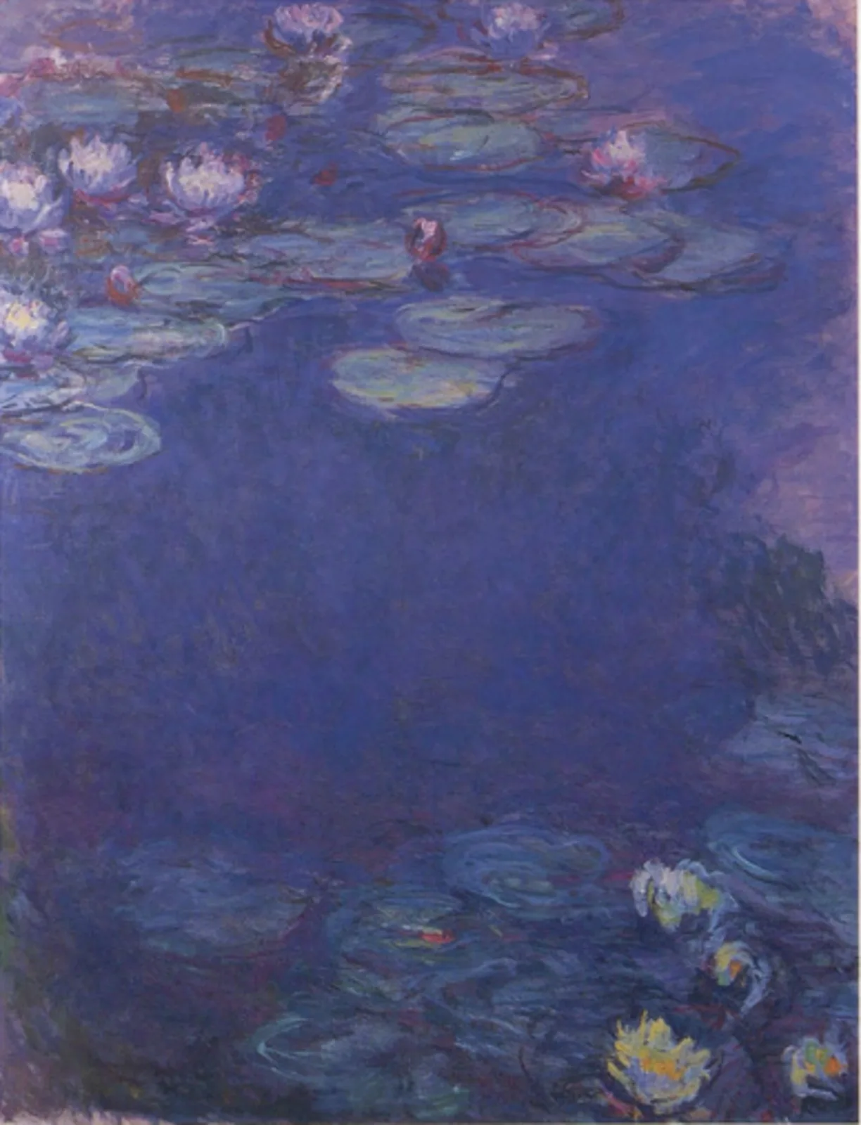 Water Lilies