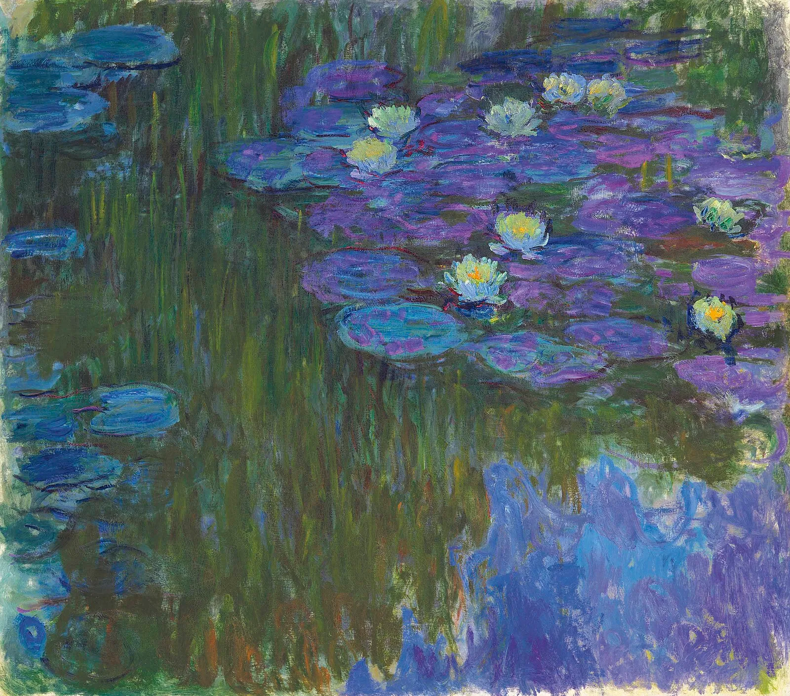 Nymphéas en fleur