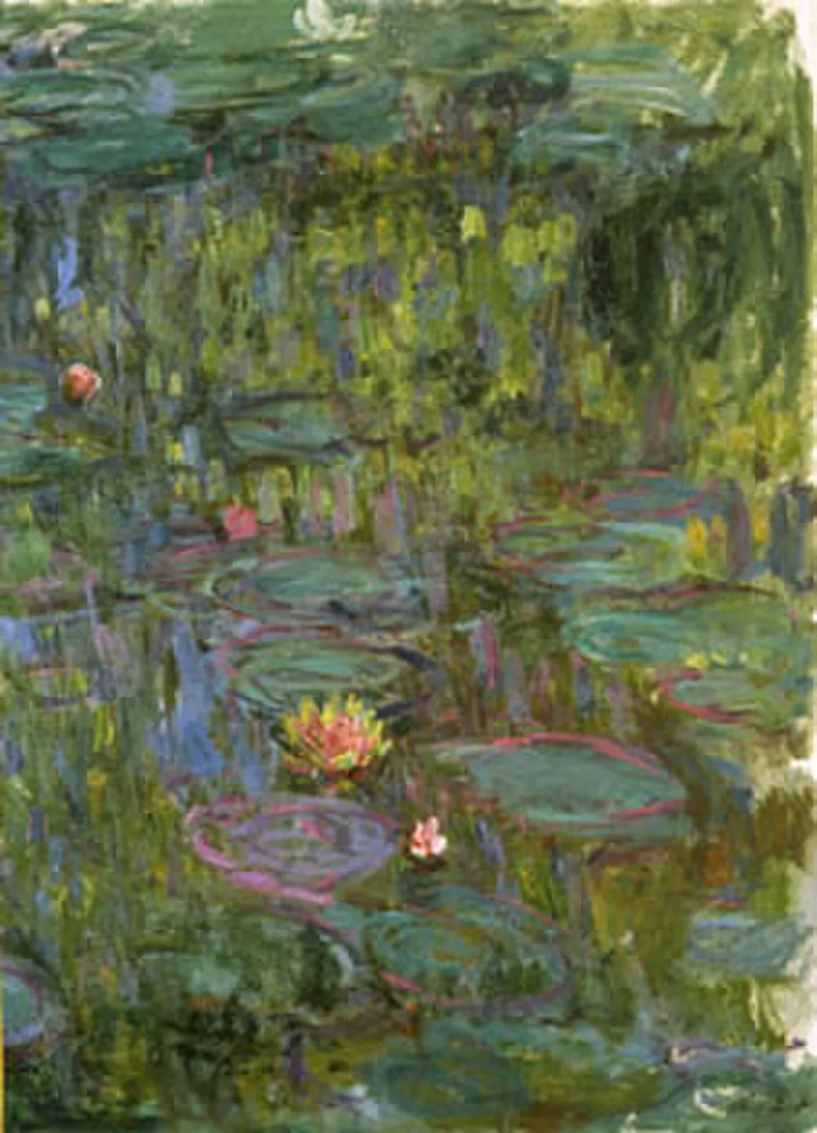 Water Lilies