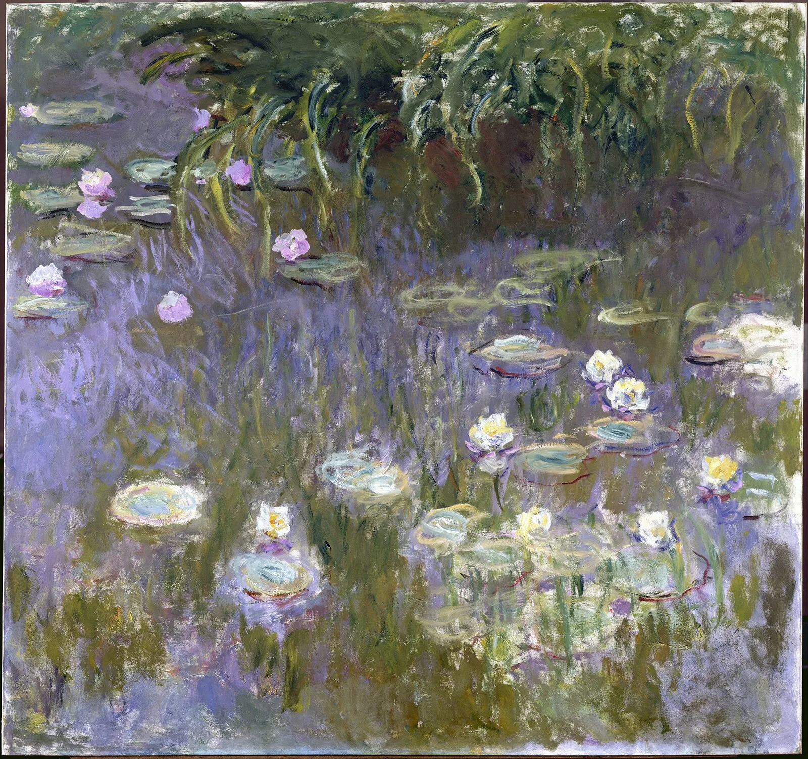 Water Lilies