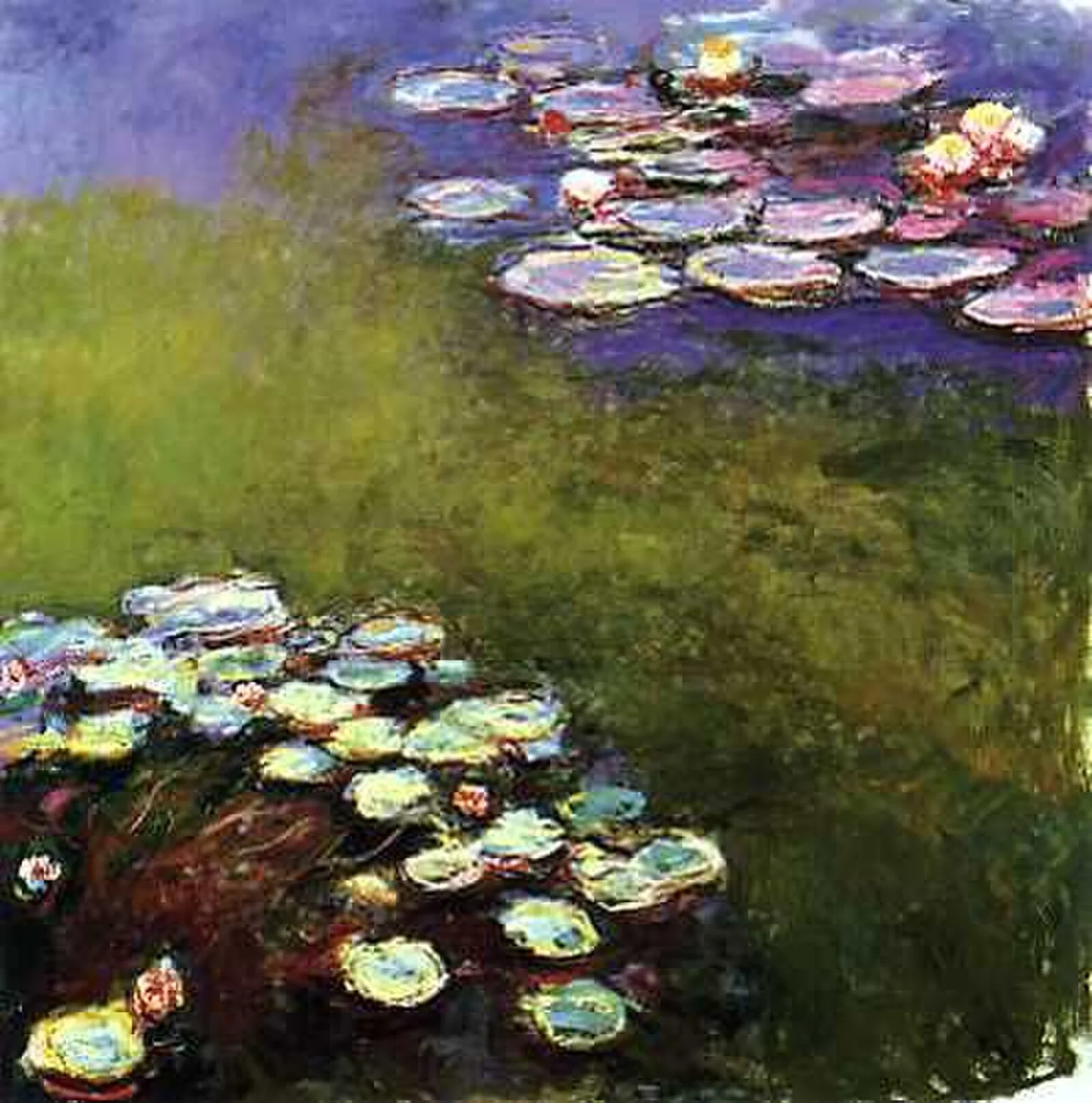 Water Lilies