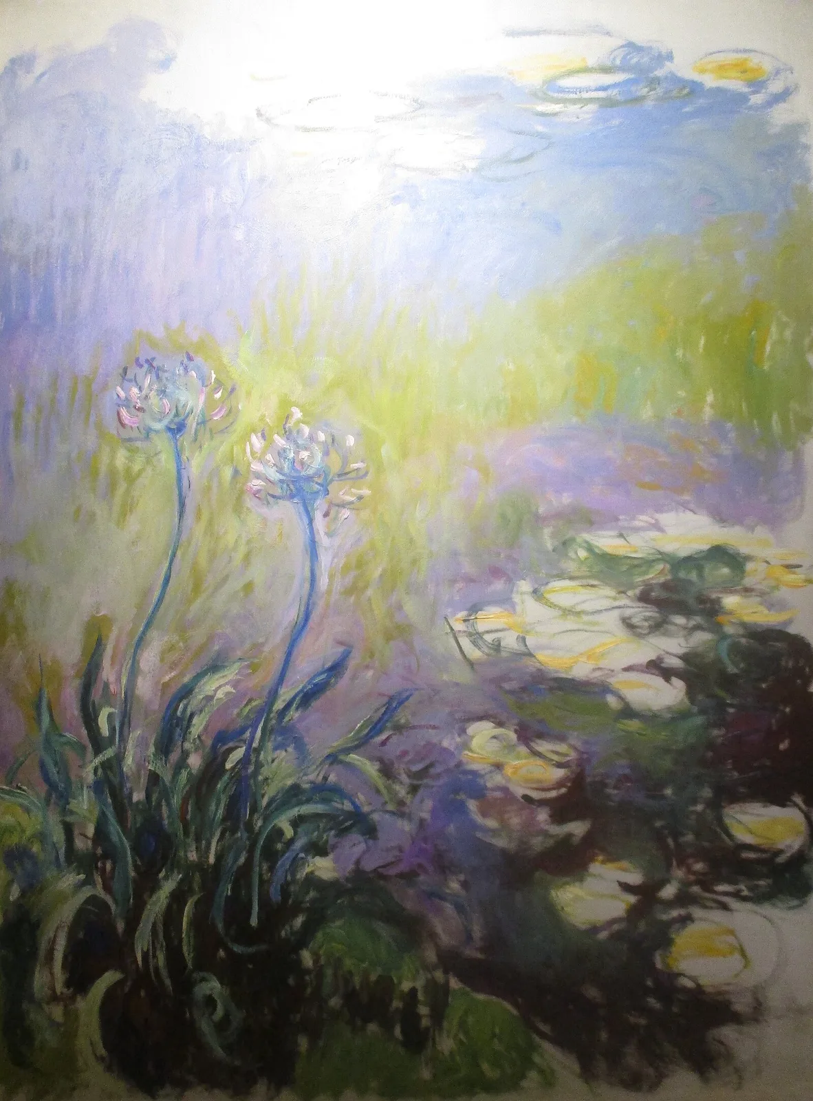 Agapanthus