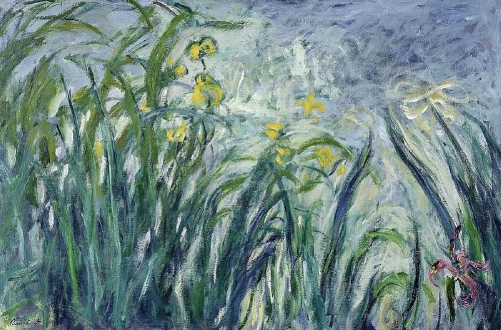Yellow Irises and Malva
