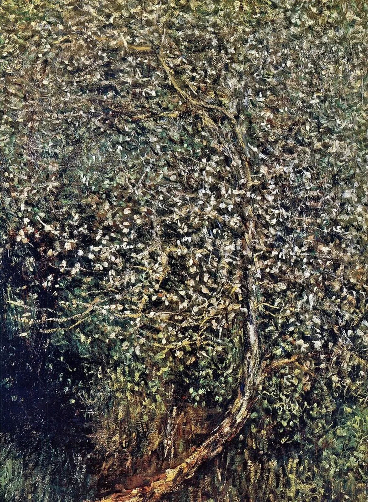 Apple Trees in Blossom by the Water