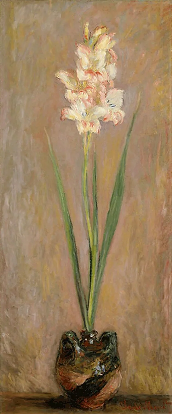 Gladiolus