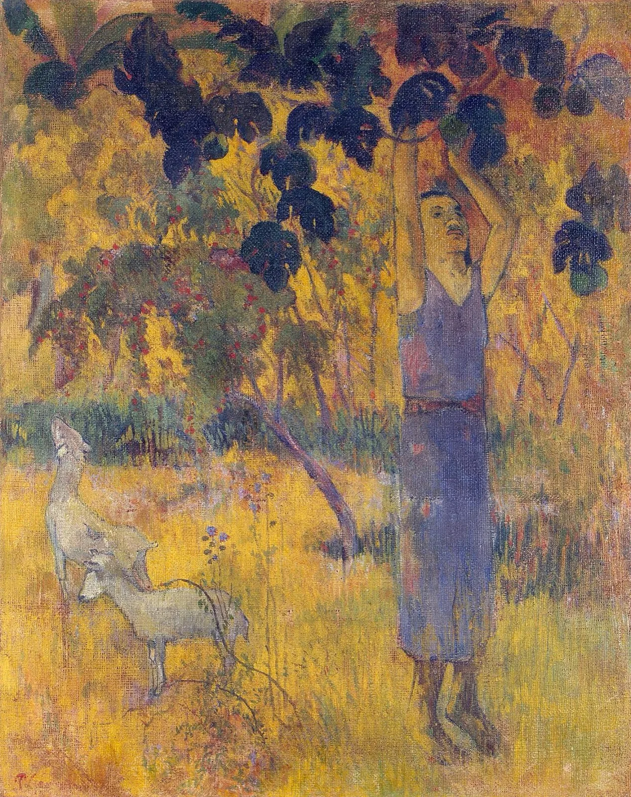 Man Picking Fruit from a Tree