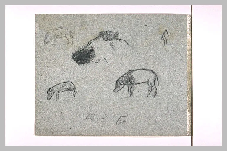 Etudes de porcs et de chien