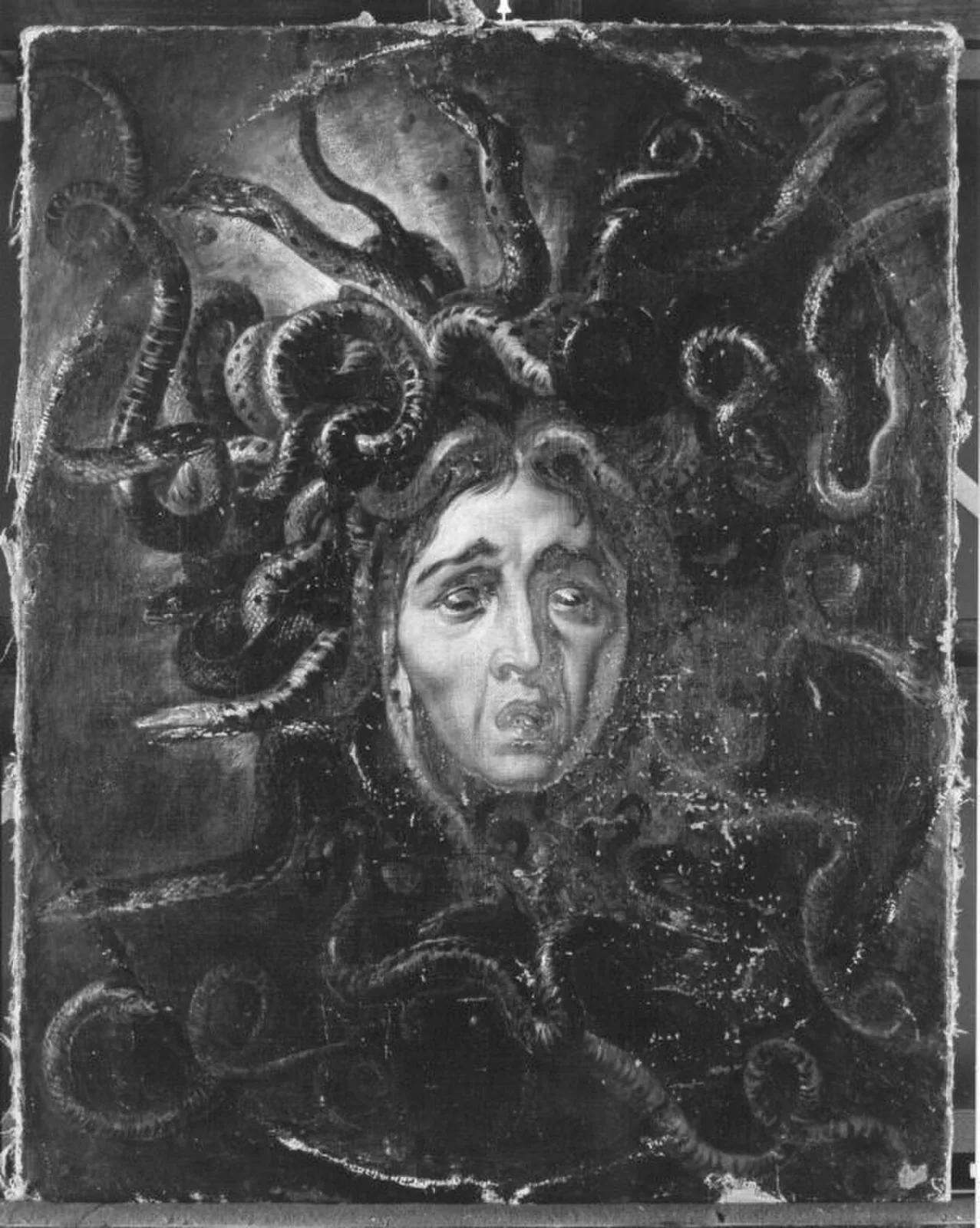 Medusenhaupt