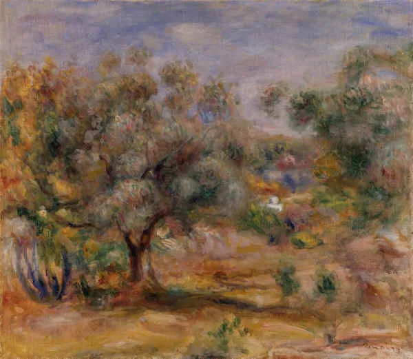 Olive trees in the garden