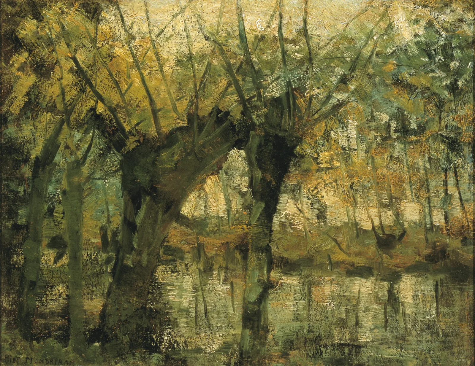 Willow grove: impression of light and shadow