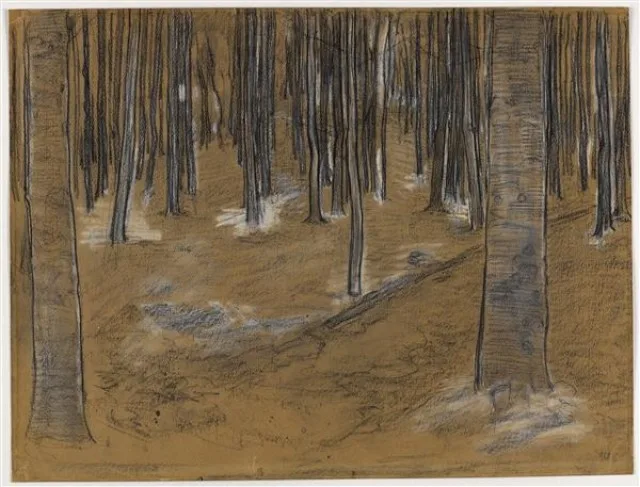Wood with beech trees, drawing