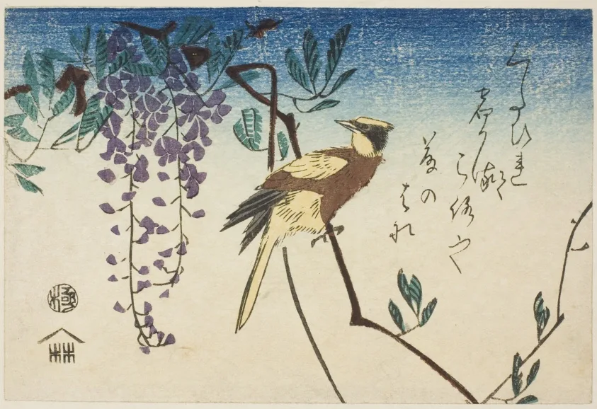 Black-naped oriole and wisteria
