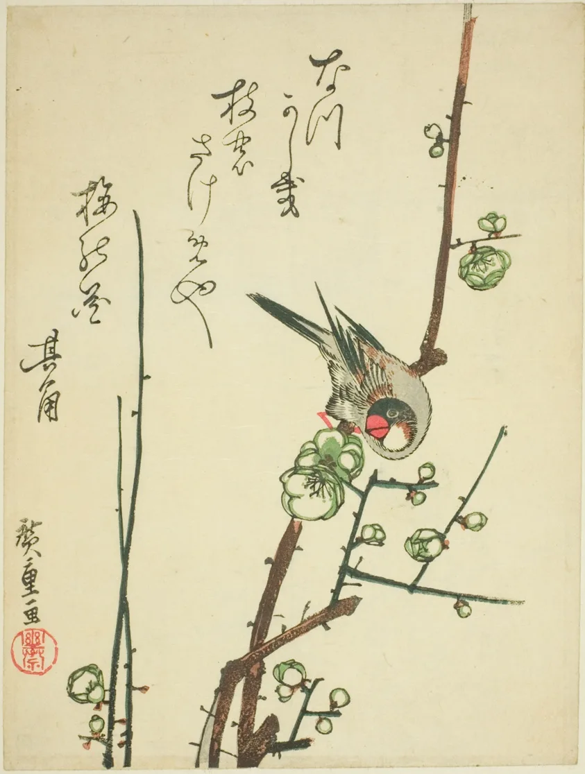 Grosbeak on plum
