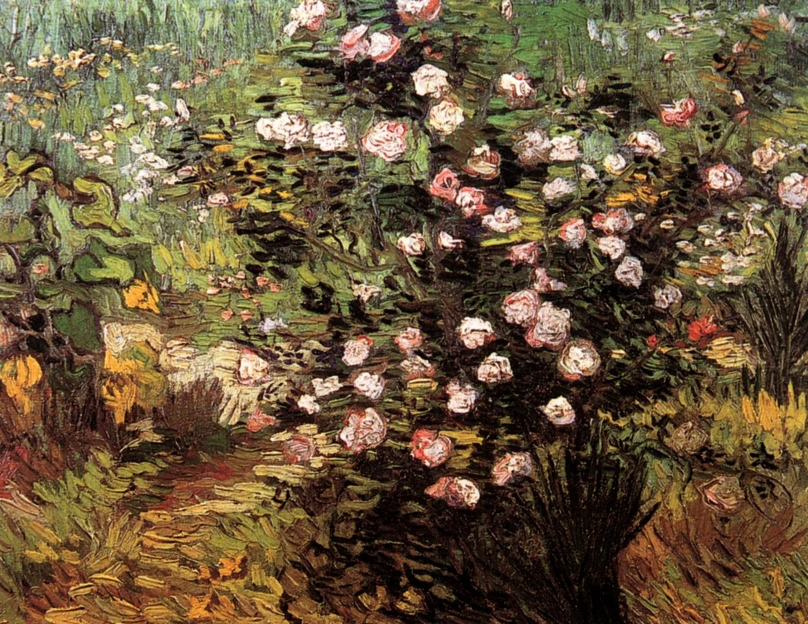 Rosebushes in flower