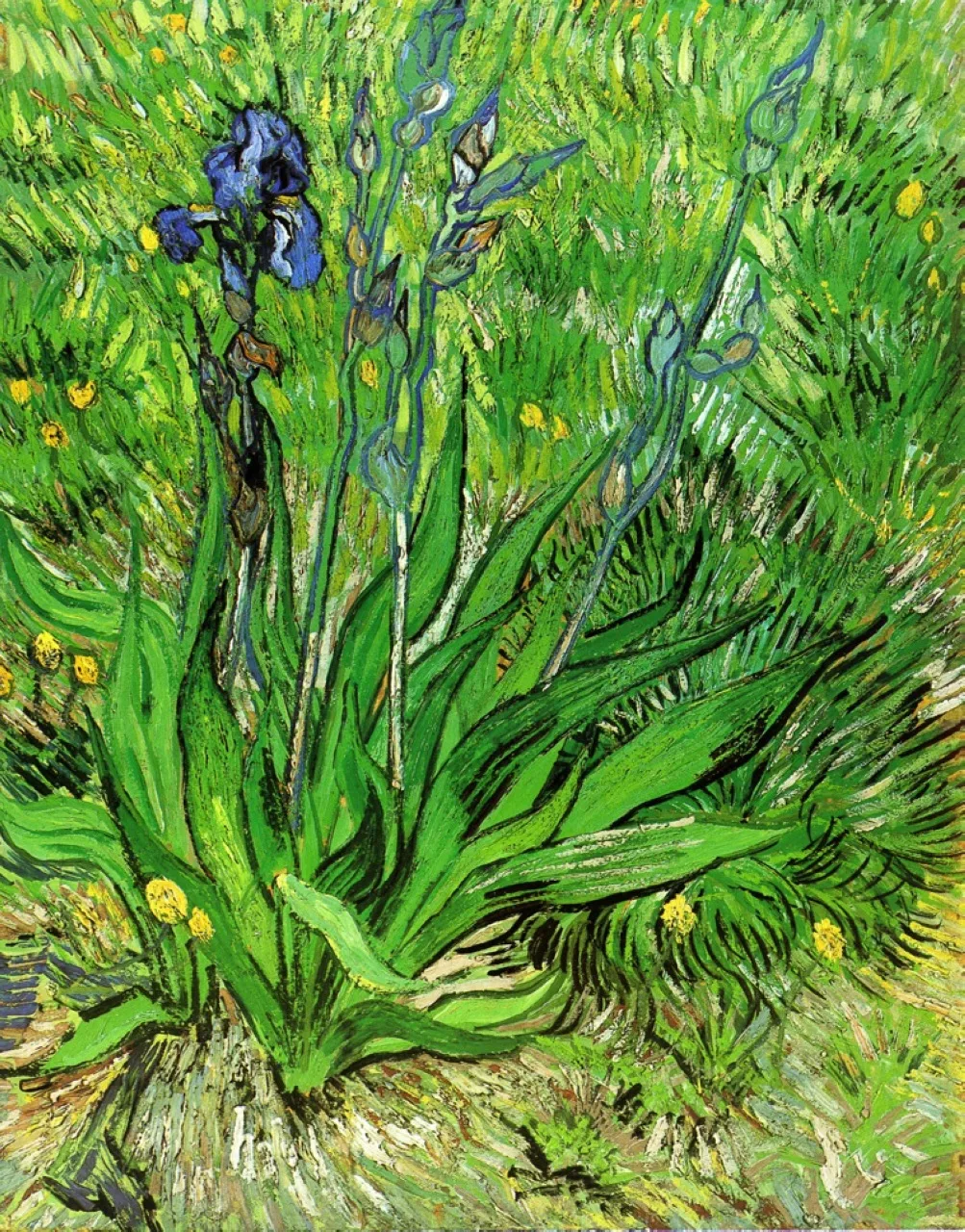 Still life: the iris