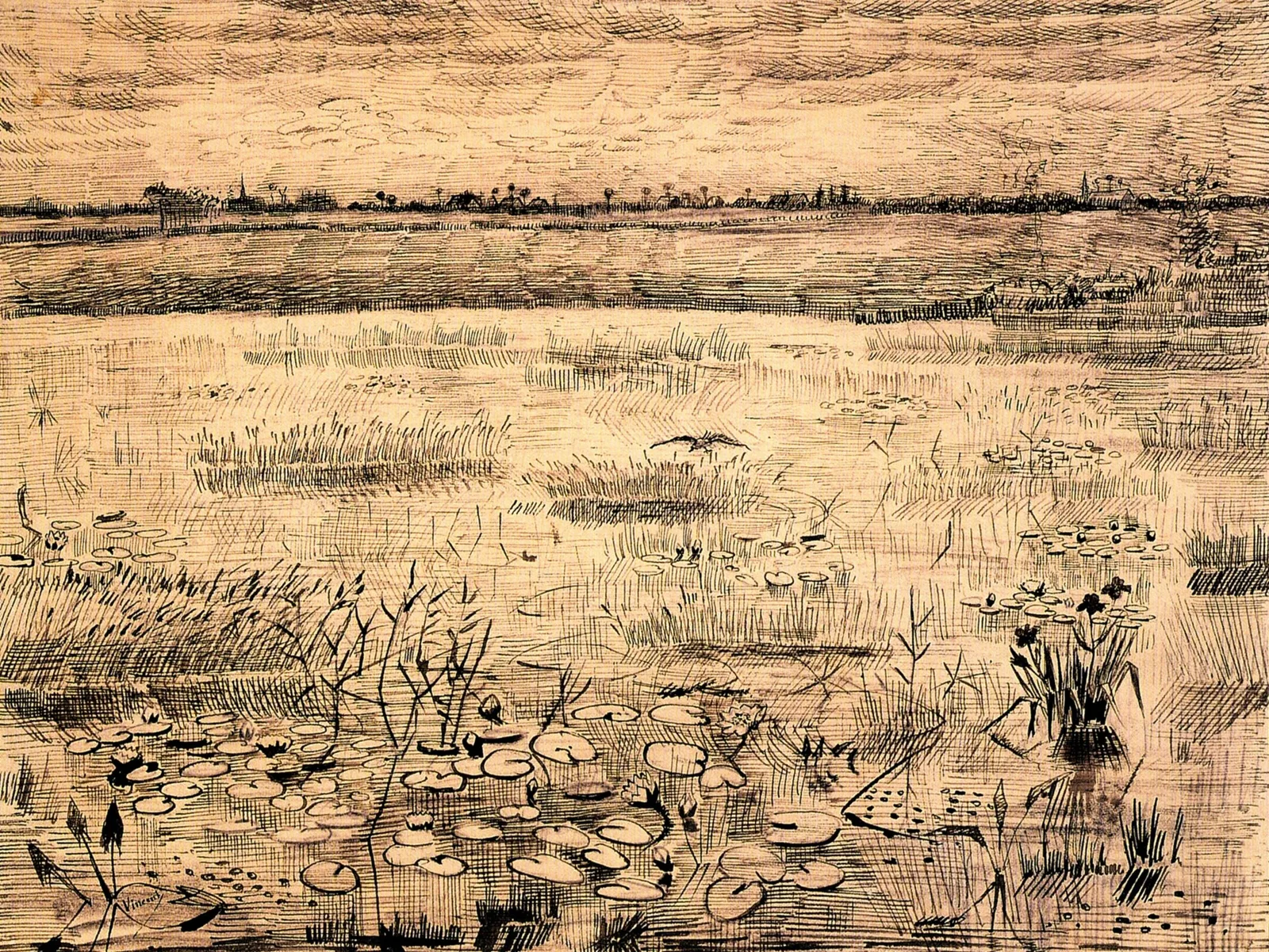 Marsh with water lilies