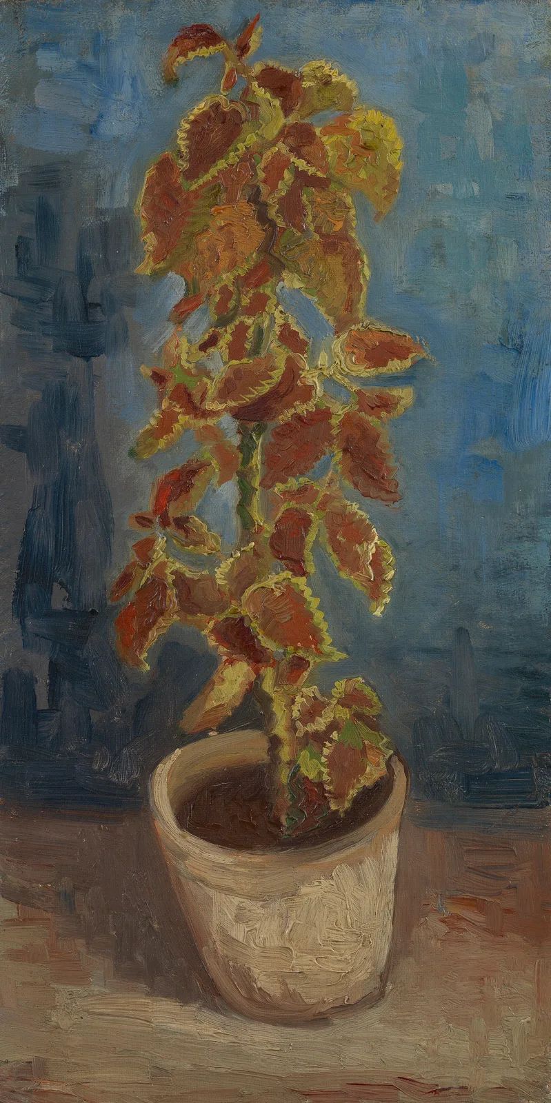 Still life: coleus plant in a flower pot