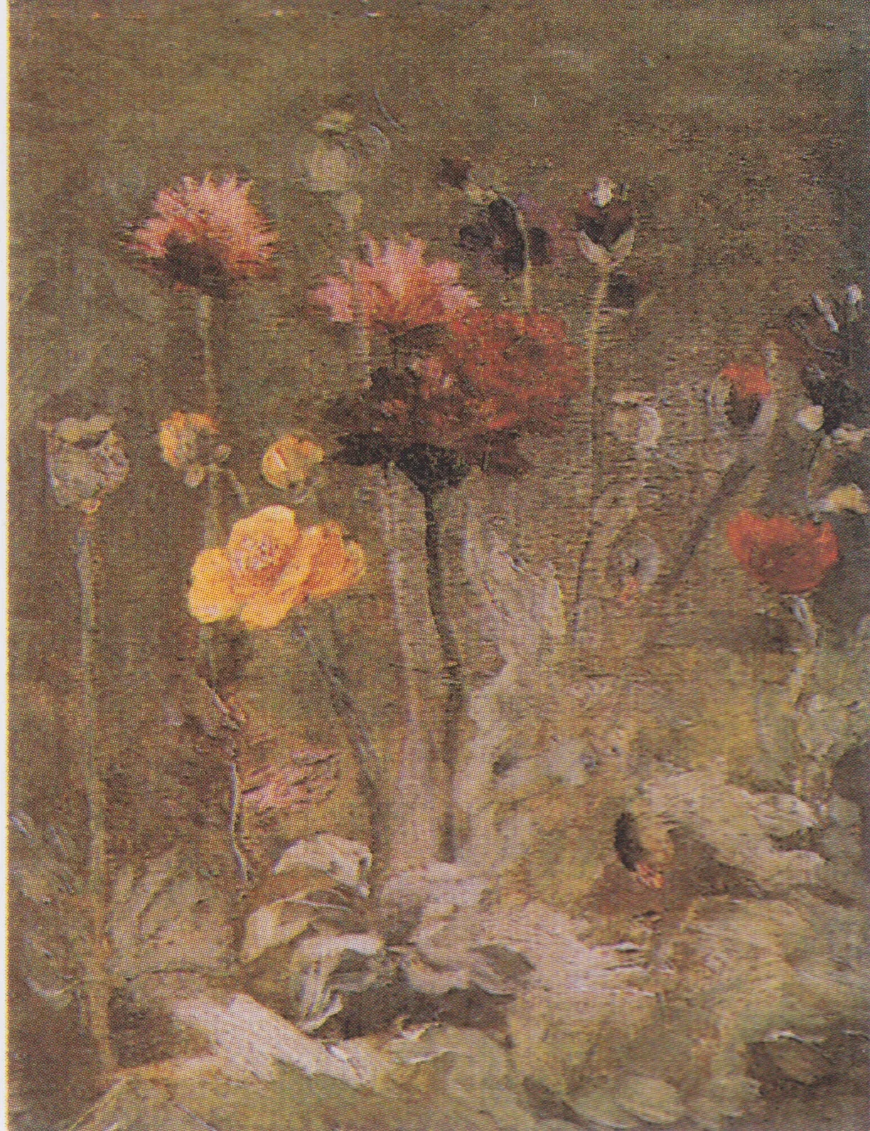 Still life: flowers scabiosa and ranunculus