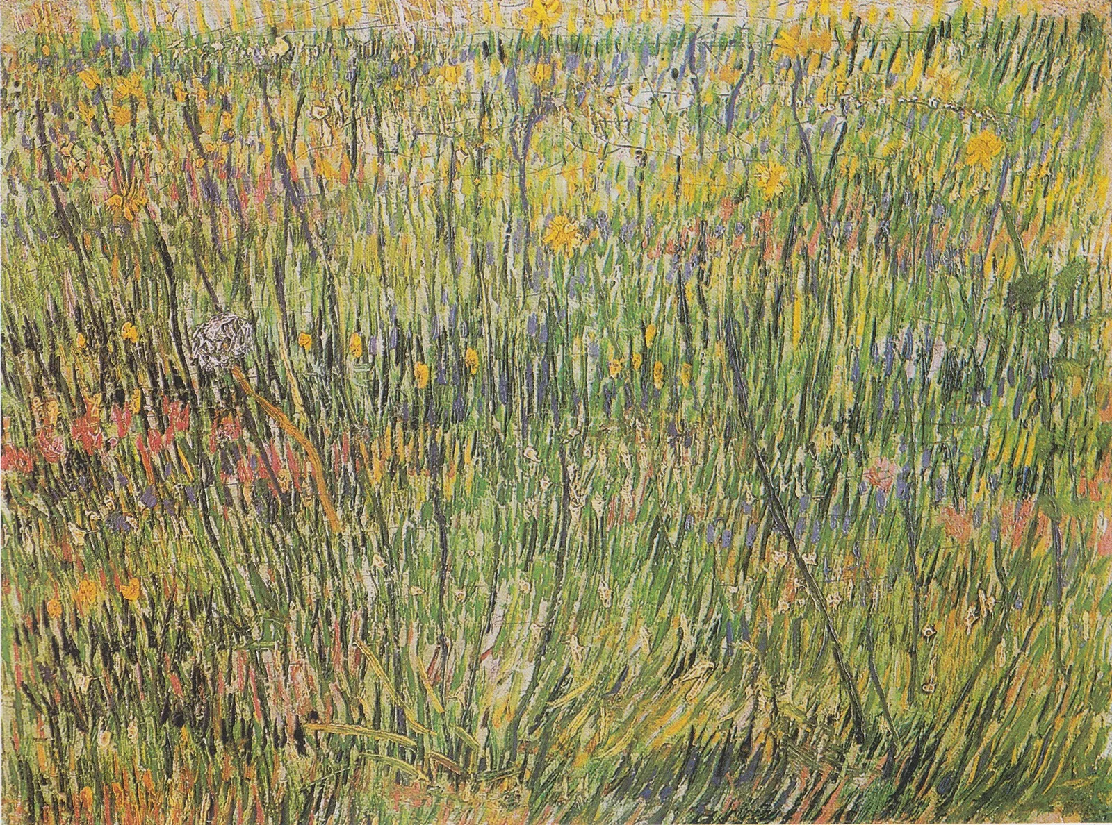 Pasture in bloom