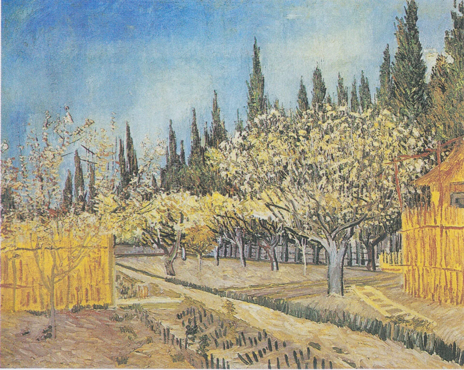 Orchard surrounded by cypresses