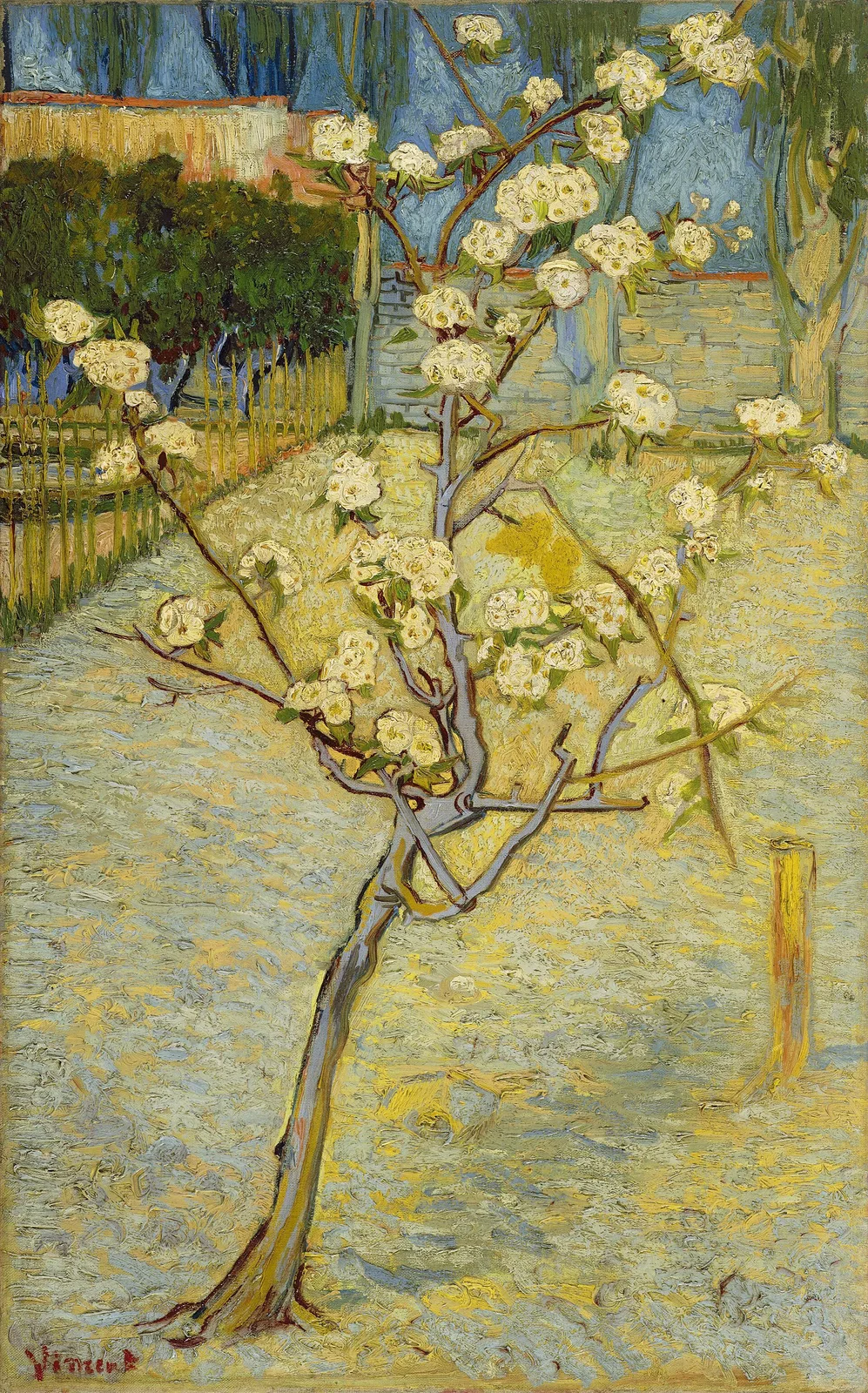 Pear tree in blossom