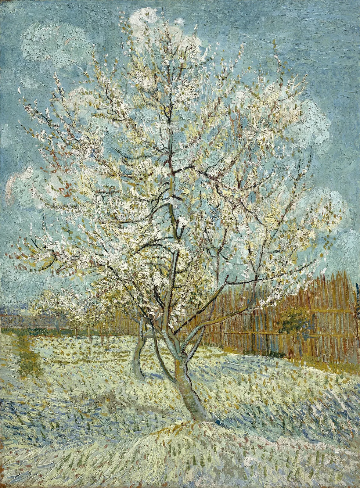 Orchard in blossom