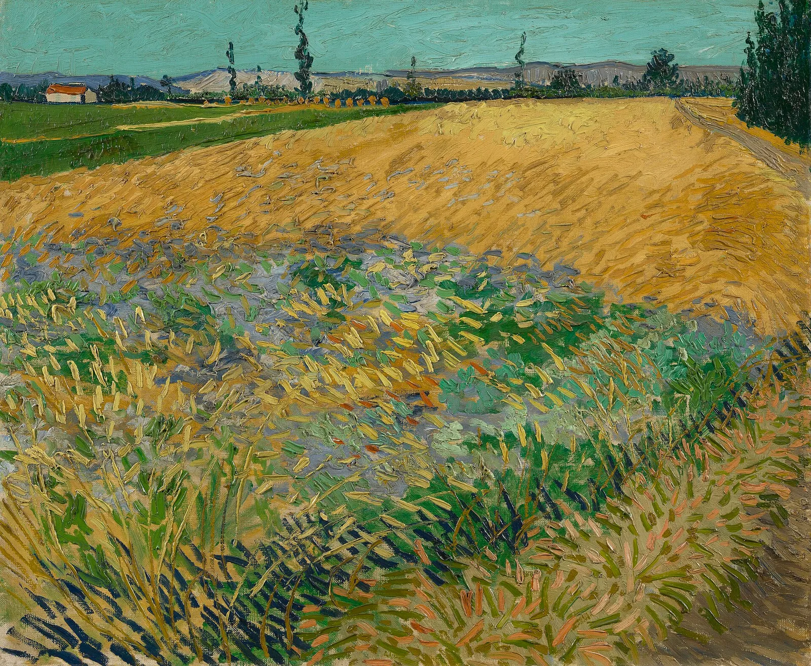 Wheatfield with the Alpine foothills in the background