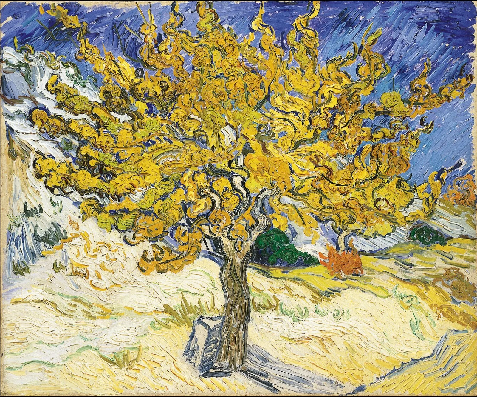 The mulberry tree