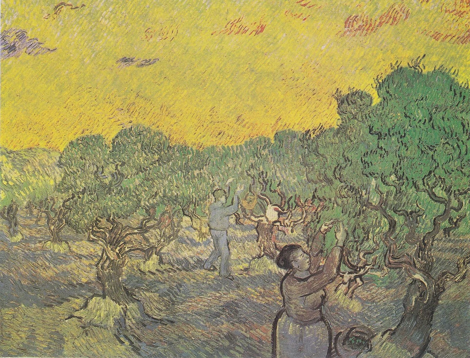 Olive picking in orchard: orange sky