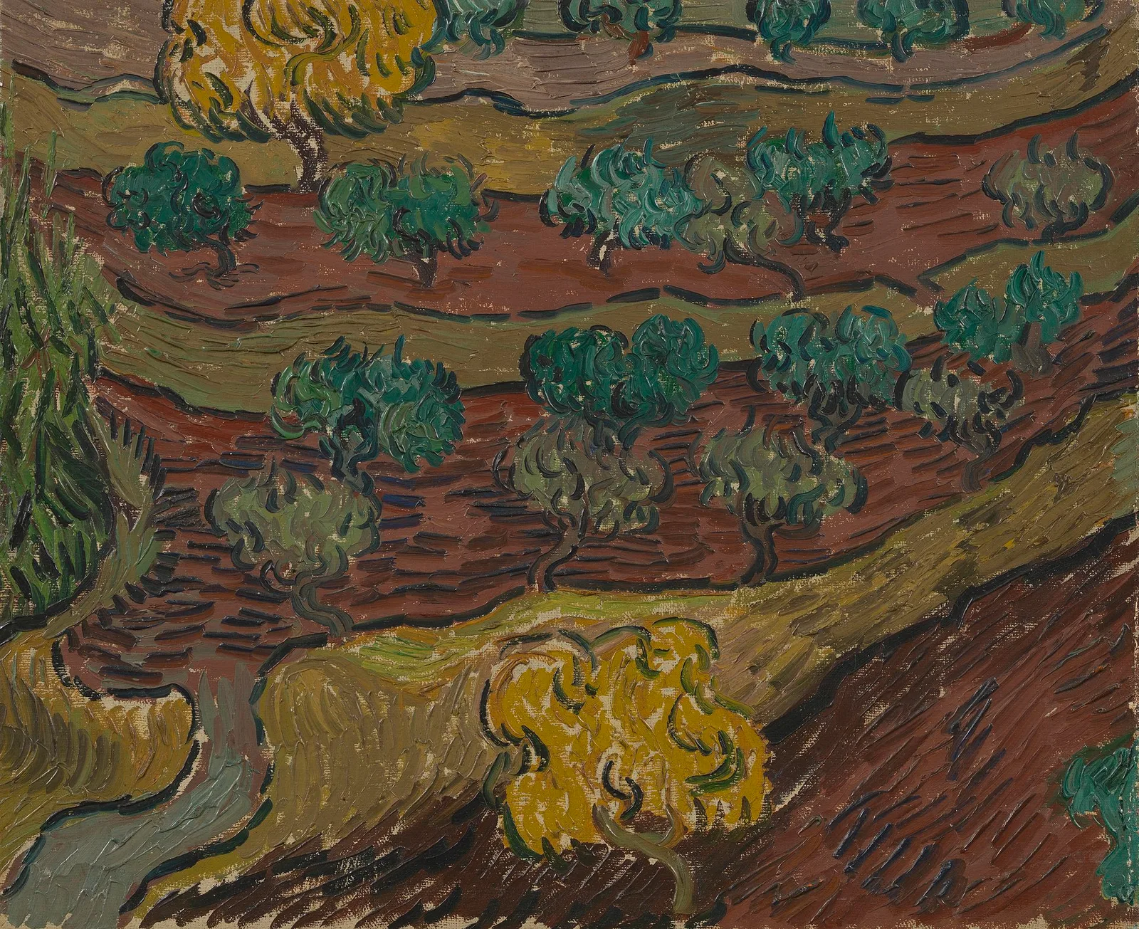 Olive trees against a slope of a hill