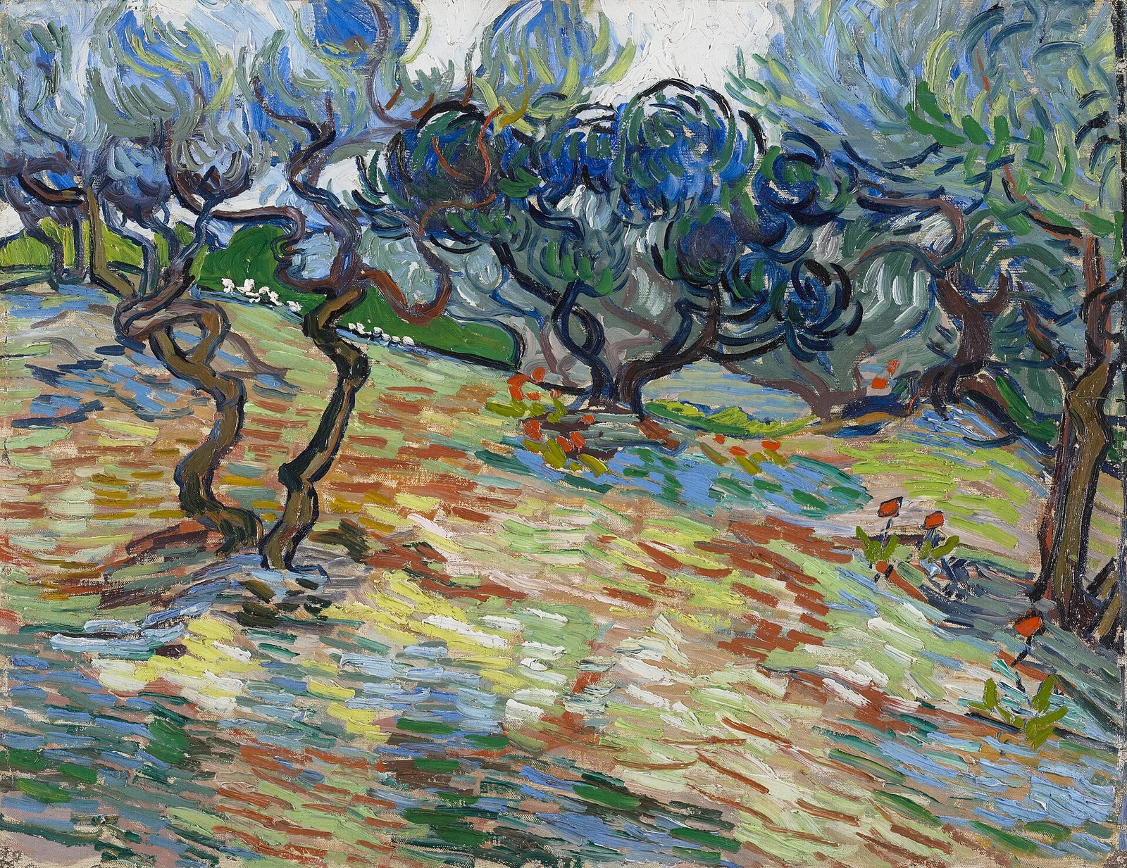 Olive trees: bright blue sky