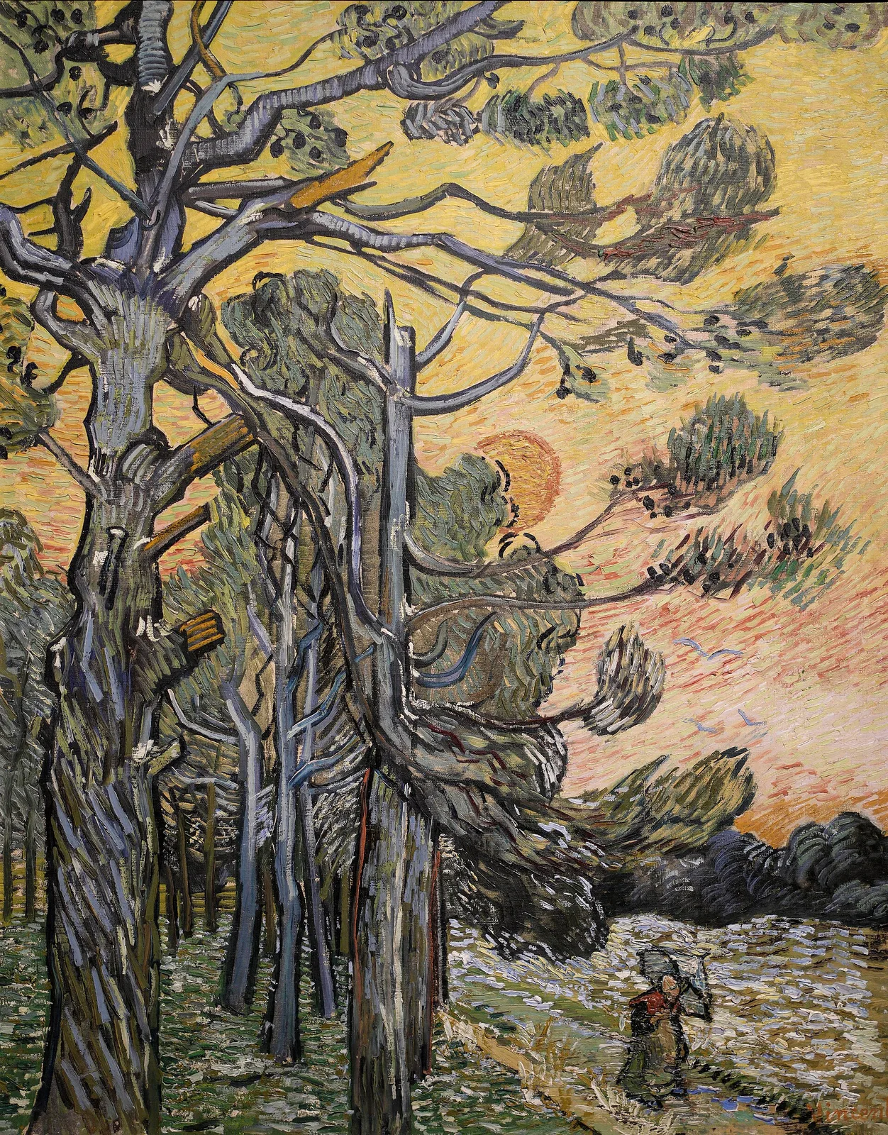 Fir woods at the fall of day