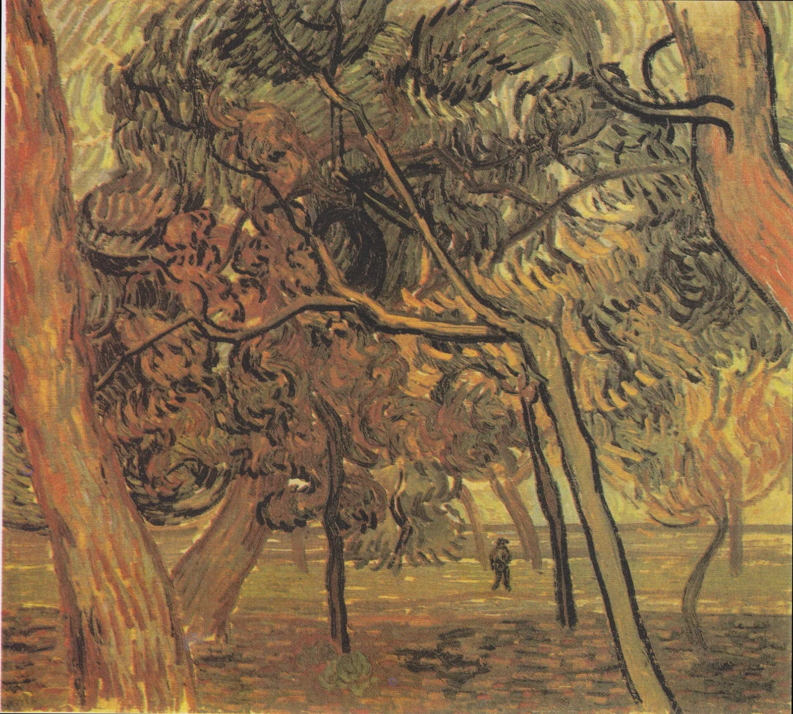 A clump of trees in the garden of Saint Paul's hospital