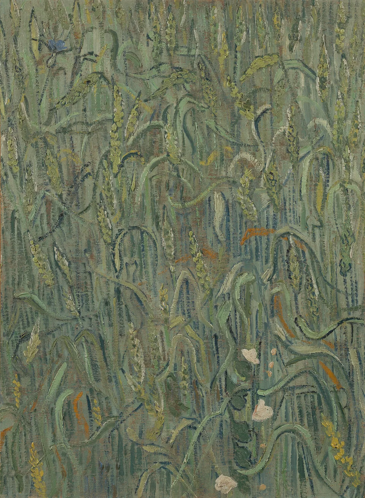 Ears of wheat