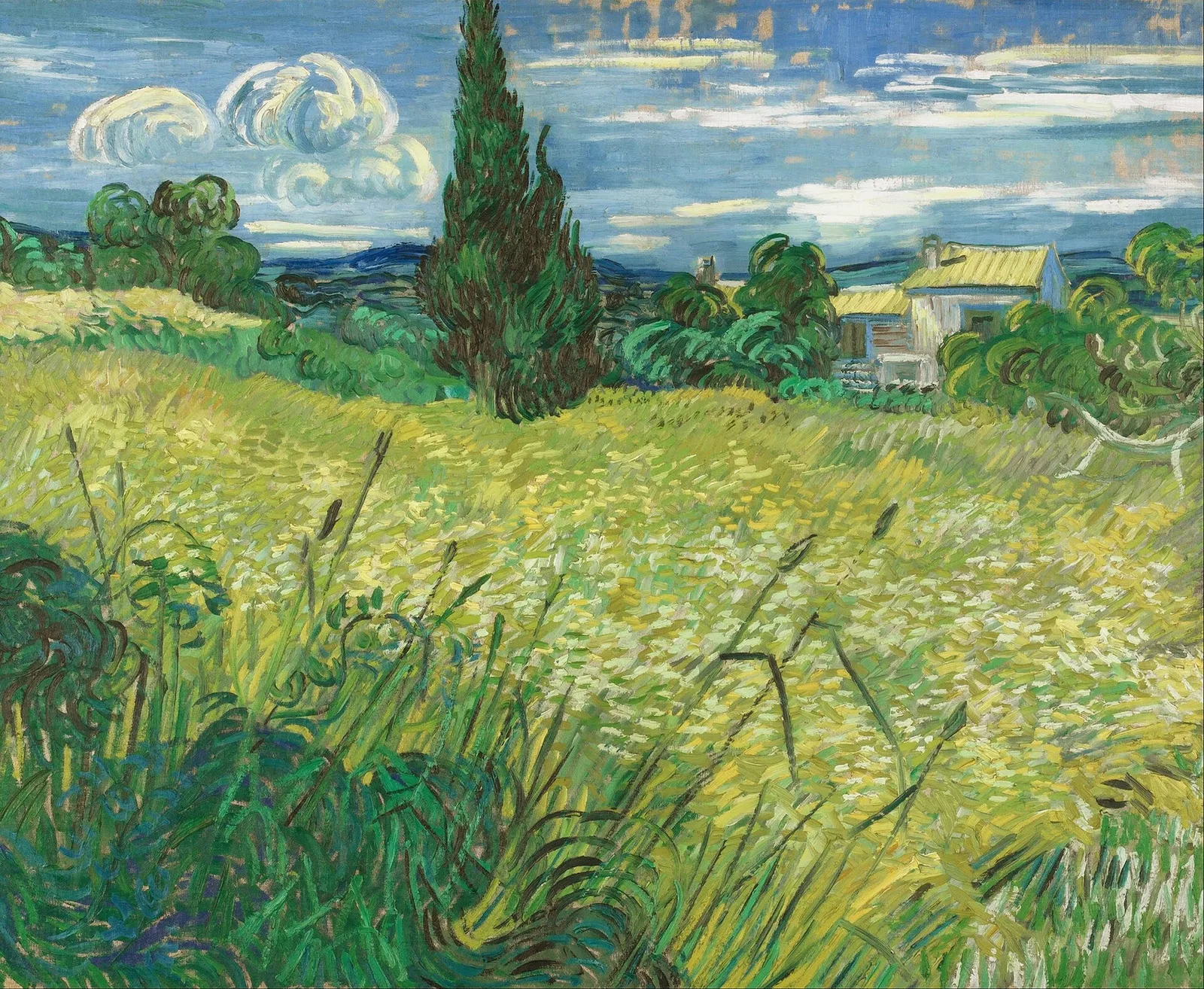 Green wheat