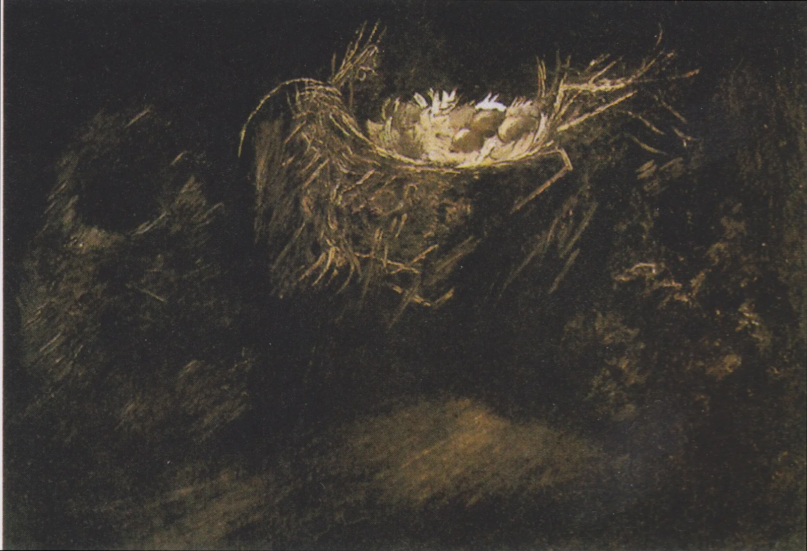 Three birds' nests