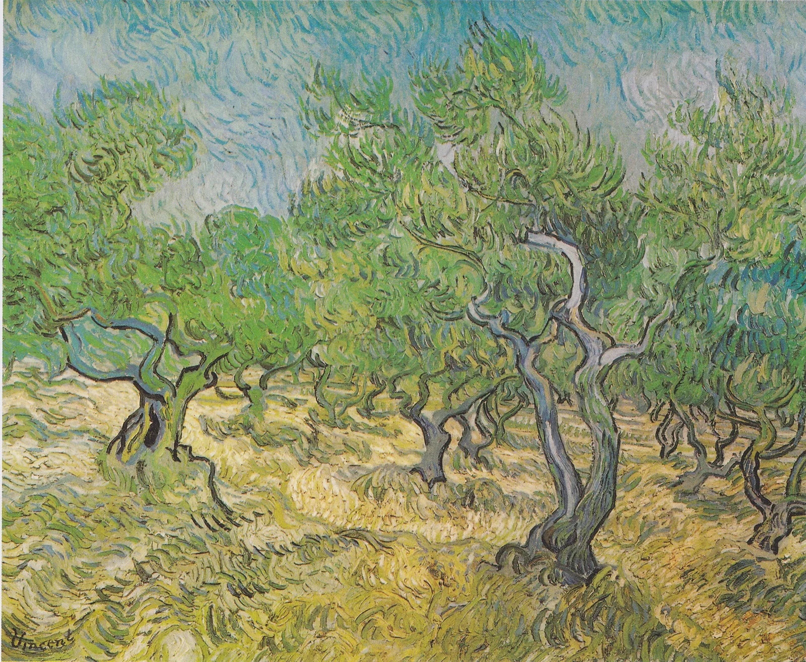 Olive yard: blue sky