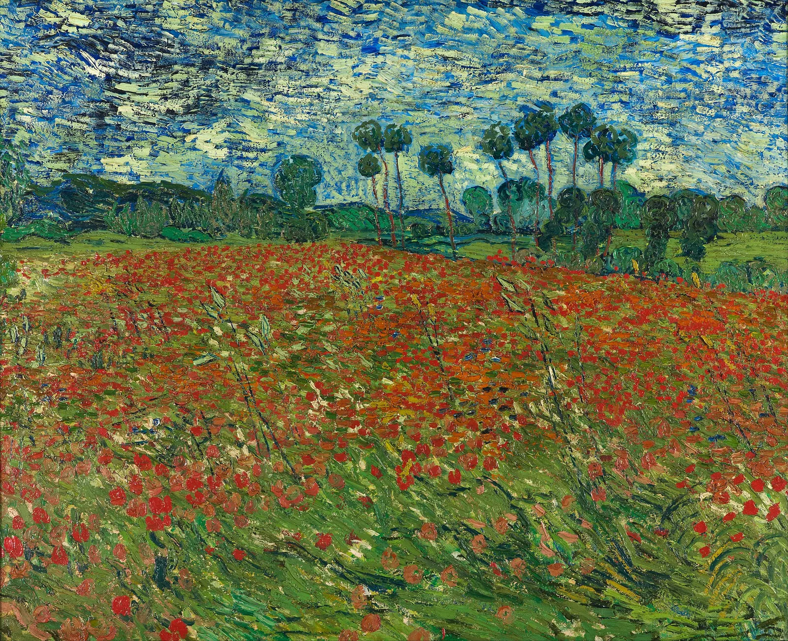 Field with poppies in Alfalfa