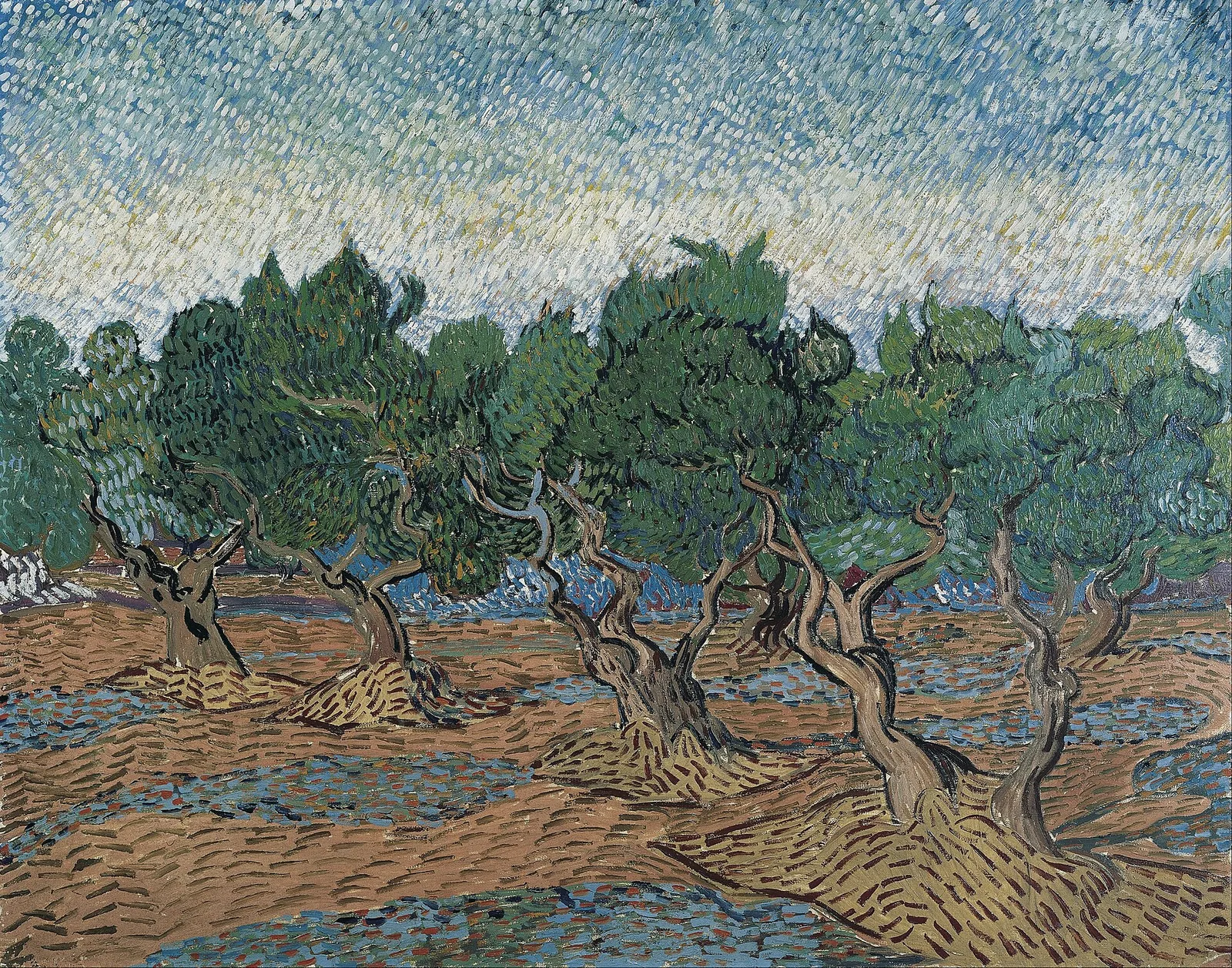 Olive trees: pink sky